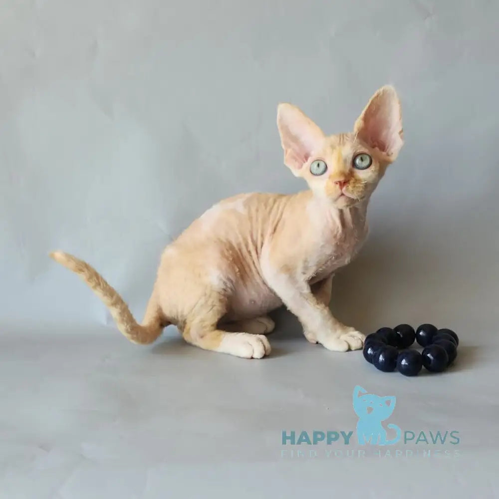 Arsen Devon Rex male cream bicolour live animals