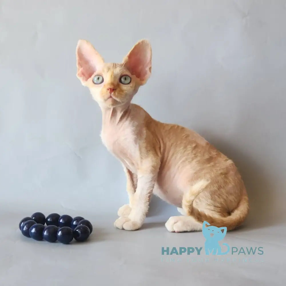 Arsen Devon Rex male cream bicolour live animals
