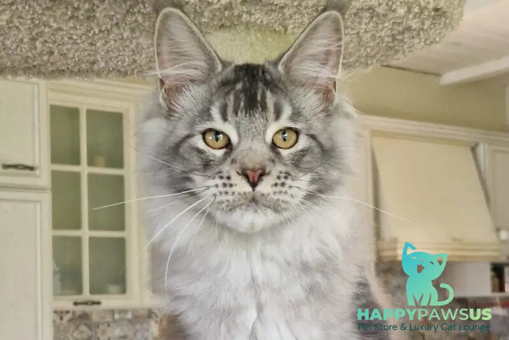 Arseny Maine Coon male black silver ticked tabby - live animals