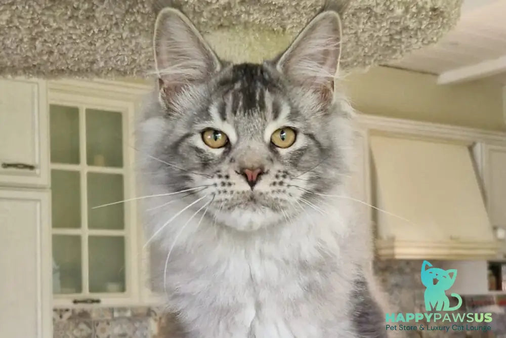 Arseny Maine Coon male black silver ticked tabby - live animals