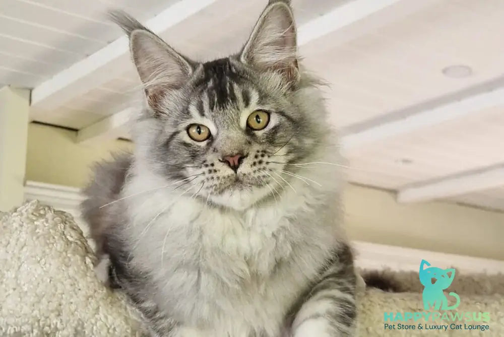 Arseny Maine Coon male black silver ticked tabby - live animals