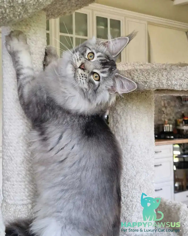 Arseny Maine Coon male black silver ticked tabby - live animals