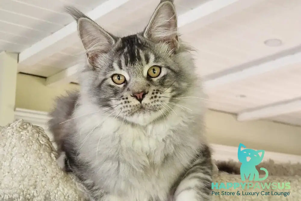 Arseny Maine Coon male black silver ticked tabby - live animals