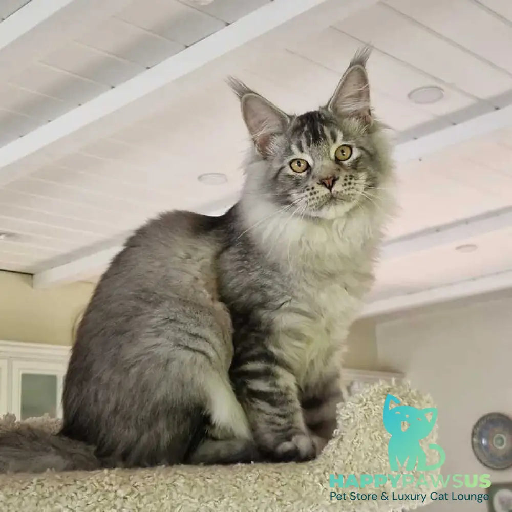 Arseny Maine Coon male black silver ticked tabby - live animals