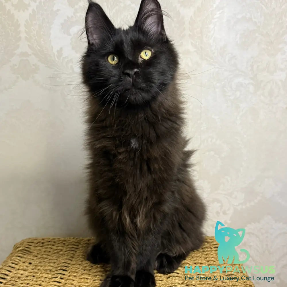 Artem Maine Coon male black - live animals