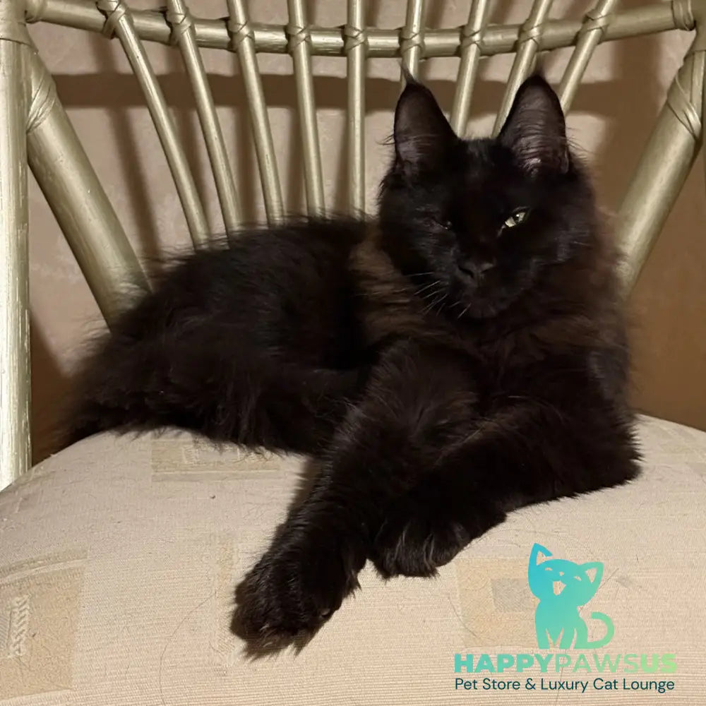 Artem Maine Coon male black - live animals