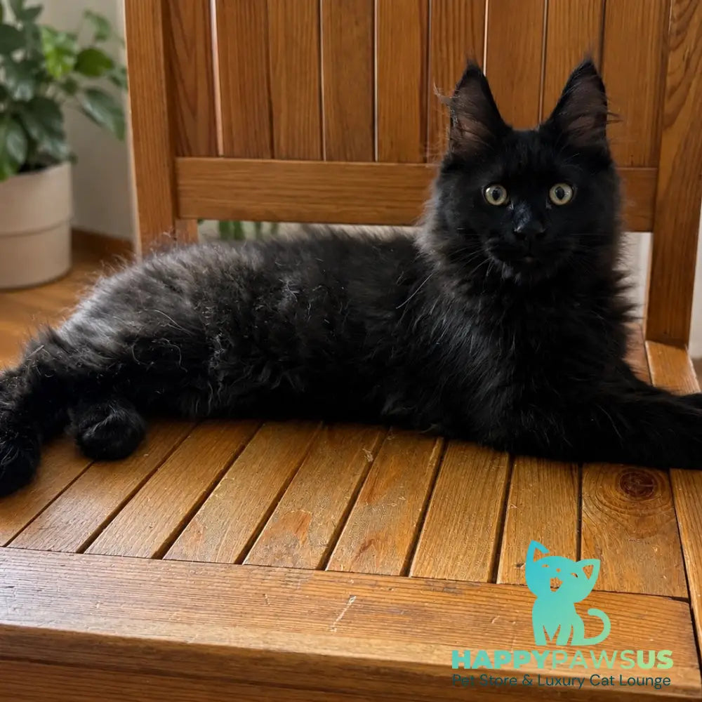 Artem Maine Coon male black - live animals
