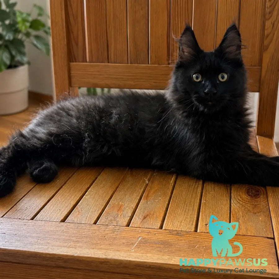 Artem Maine Coon male black - live animals