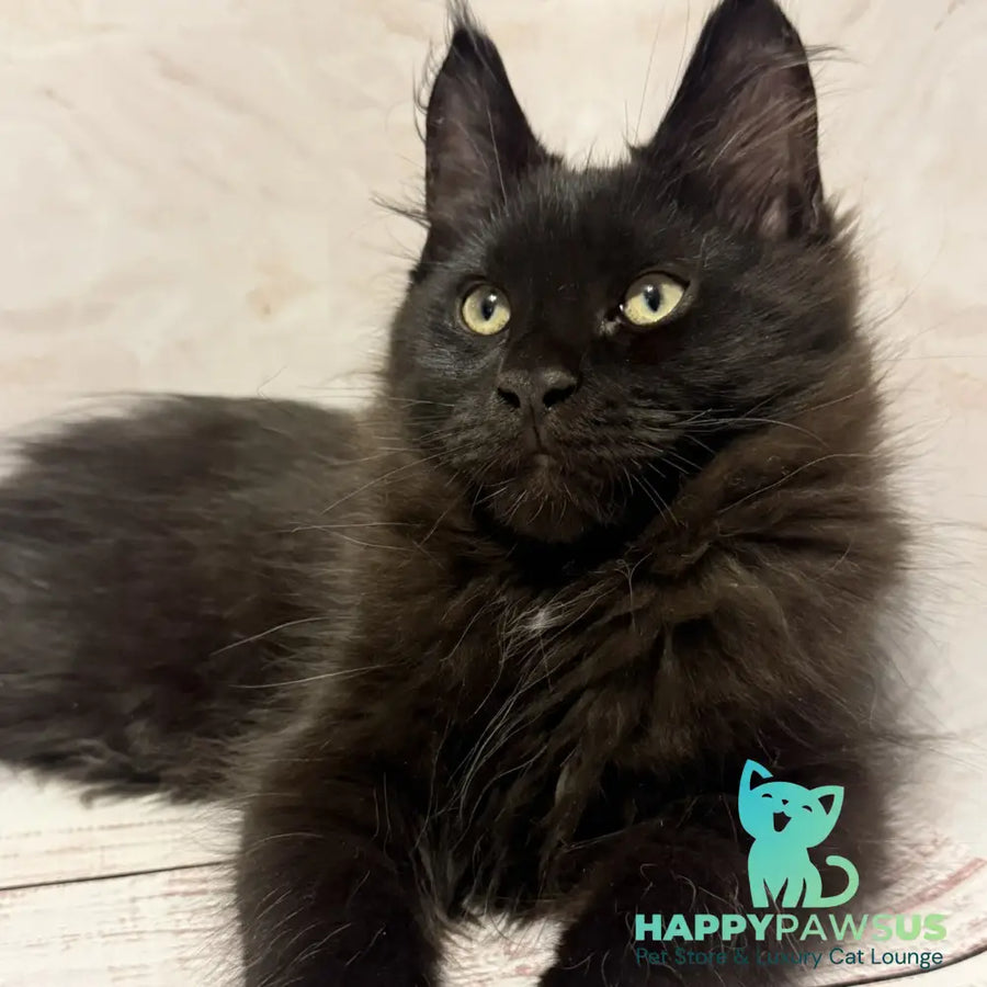 Artem Maine Coon male black - live animals