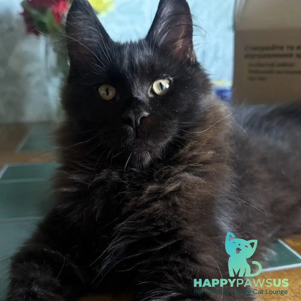 Artem Maine Coon male black - live animals