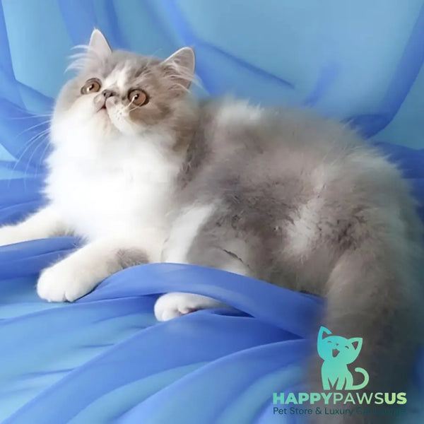 Аrtem Persian male blue with white - live animals