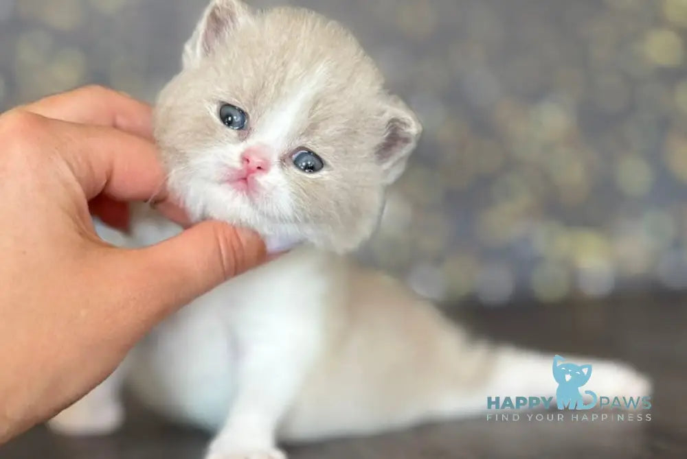 Artemida British Shorthair female fawn bicolour live animals