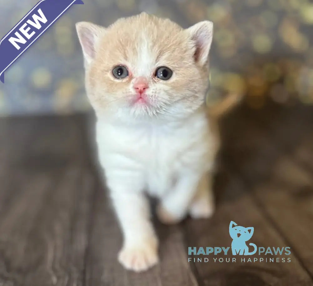 Artemida British Shorthair female fawn bicolour live animals