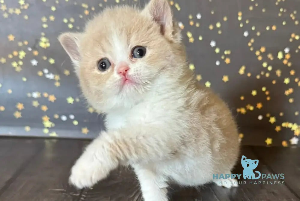 Artemida British Shorthair female fawn bicolour live animals