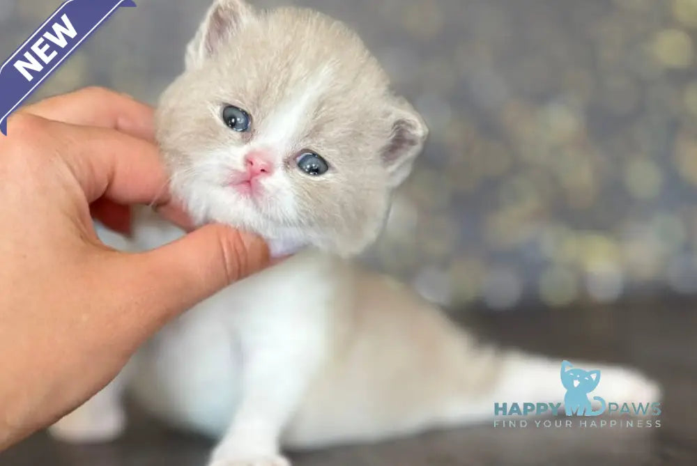 Artemida British Shorthair female fawn bicolour live animals