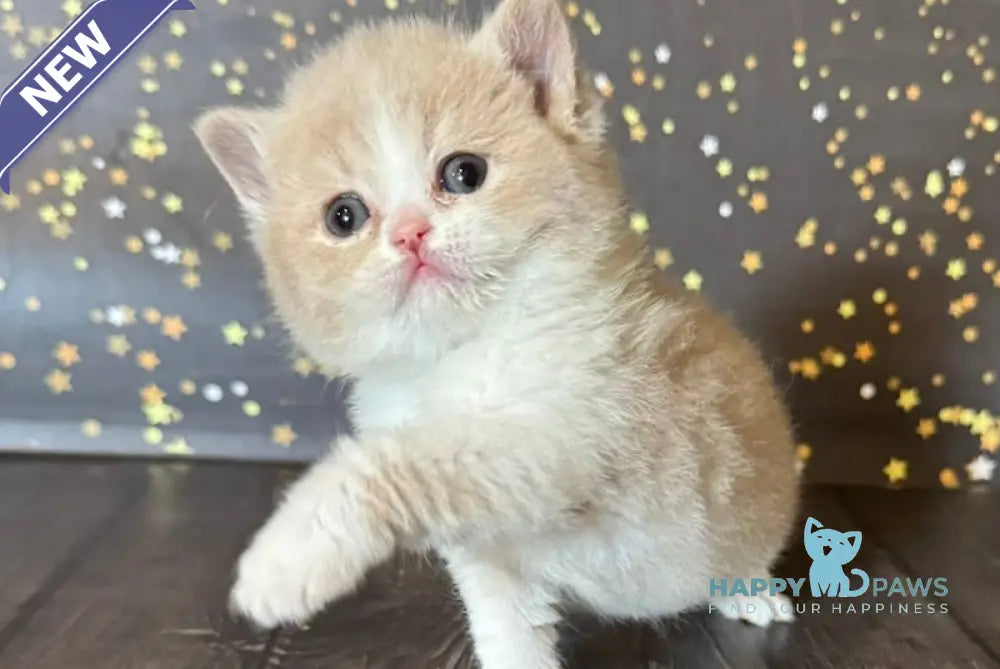 Artemida British Shorthair female fawn bicolour live animals
