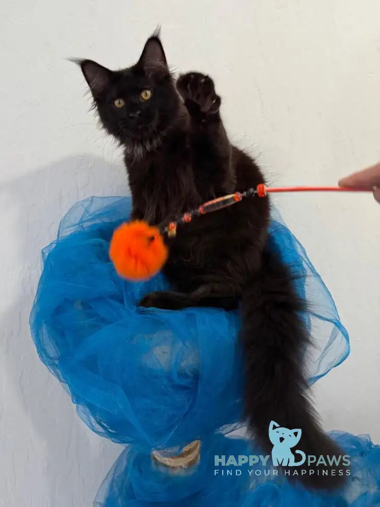 Artemon Maine Coon male black live animals