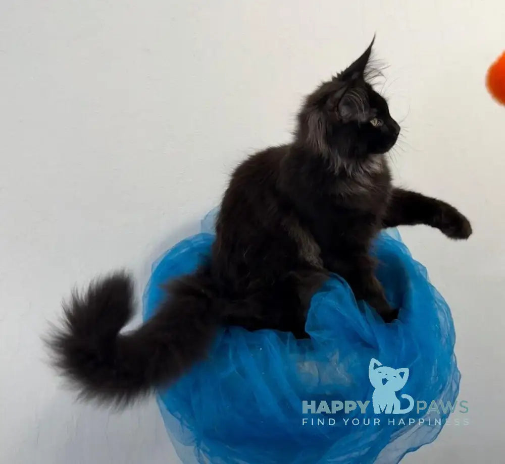 Artemon Maine Coon male black live animals