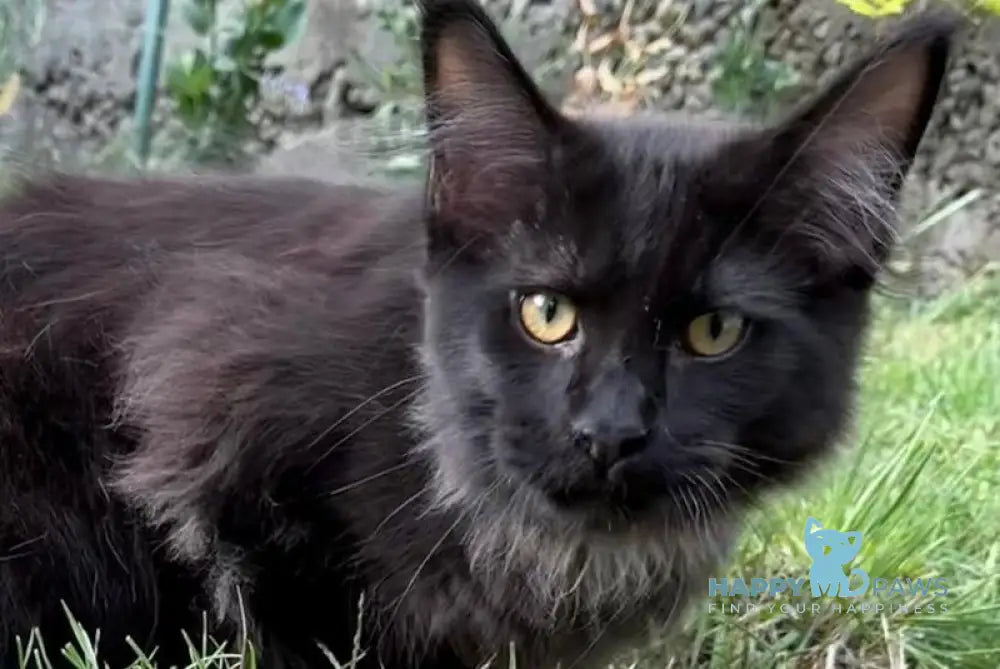 Artemon Maine Coon male black live animals