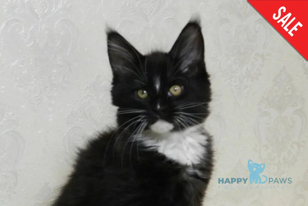 Arthur Maine Coon male black bicolour live animals