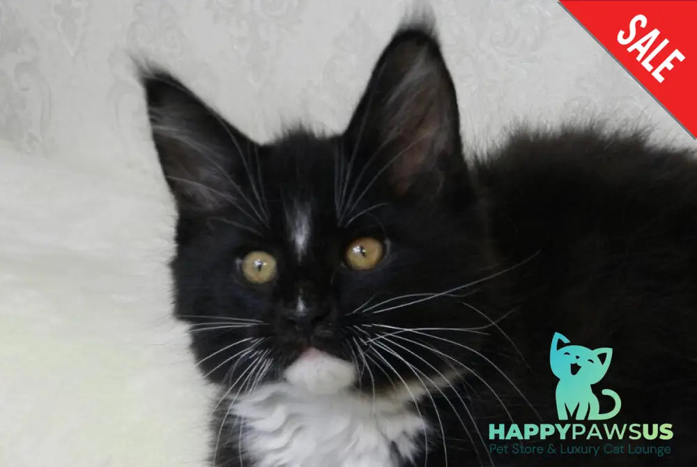 Arthur Maine Coon male black bicolour live animals