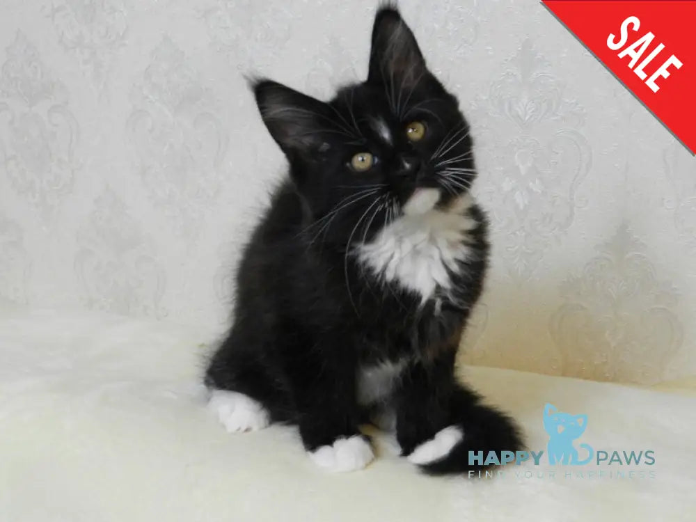 Arthur Maine Coon male black bicolour live animals