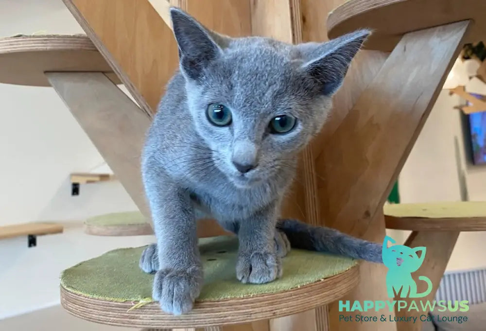Arthur Russian Blue male blue live animals