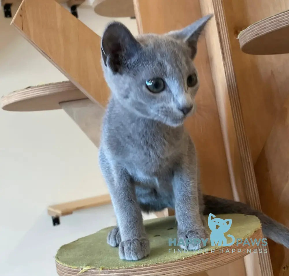 Arthur Russian Blue male blue live animals