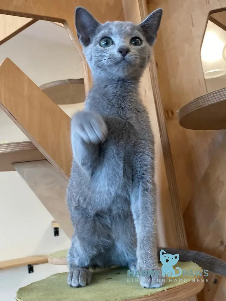 Arthur Russian Blue male blue live animals