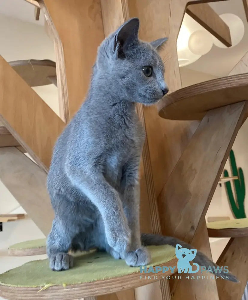 Arthur Russian Blue male blue live animals