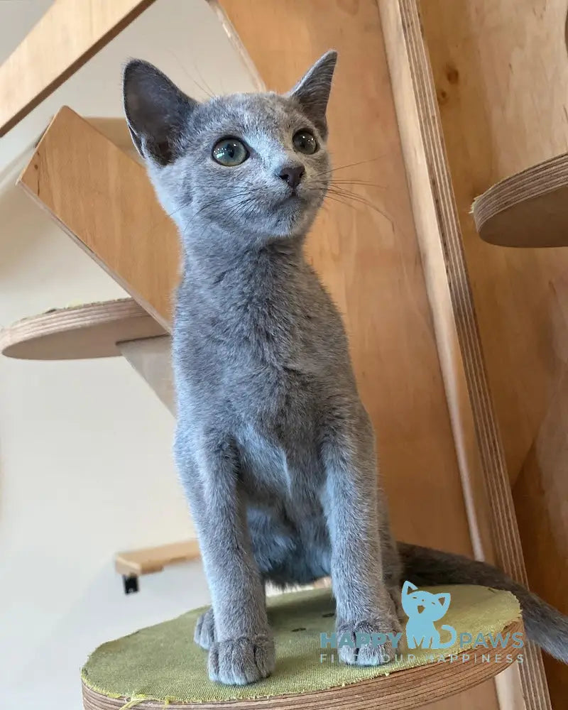 Arthur Russian Blue male blue live animals