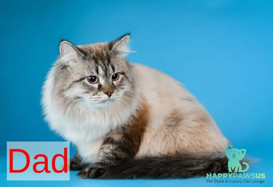 Artur Siberian male black tabby pointed with white - live animals