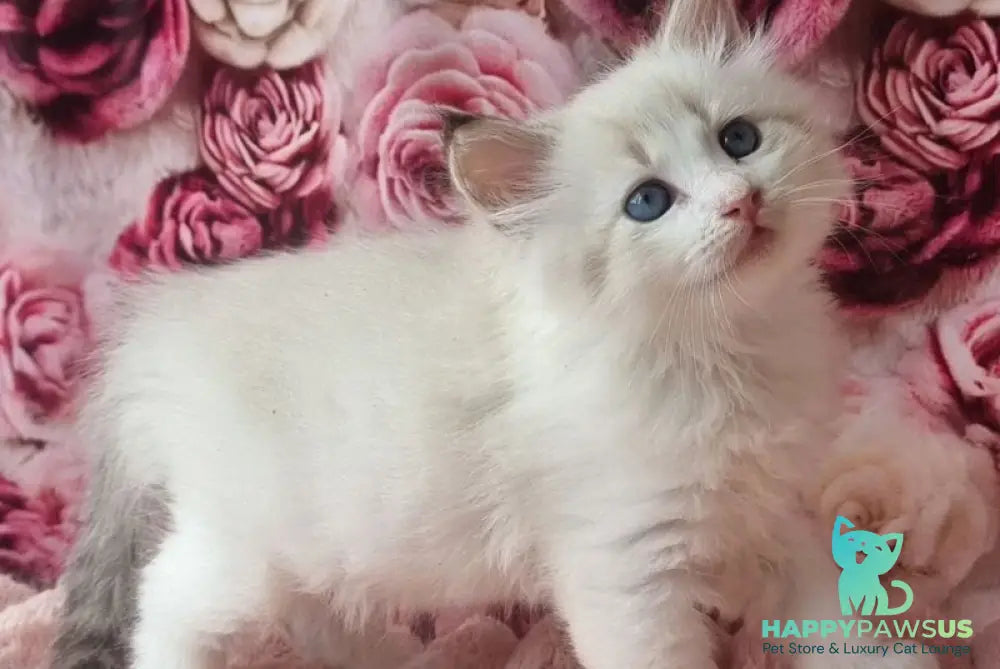 Artur Siberian male black tabby pointed with white - live animals