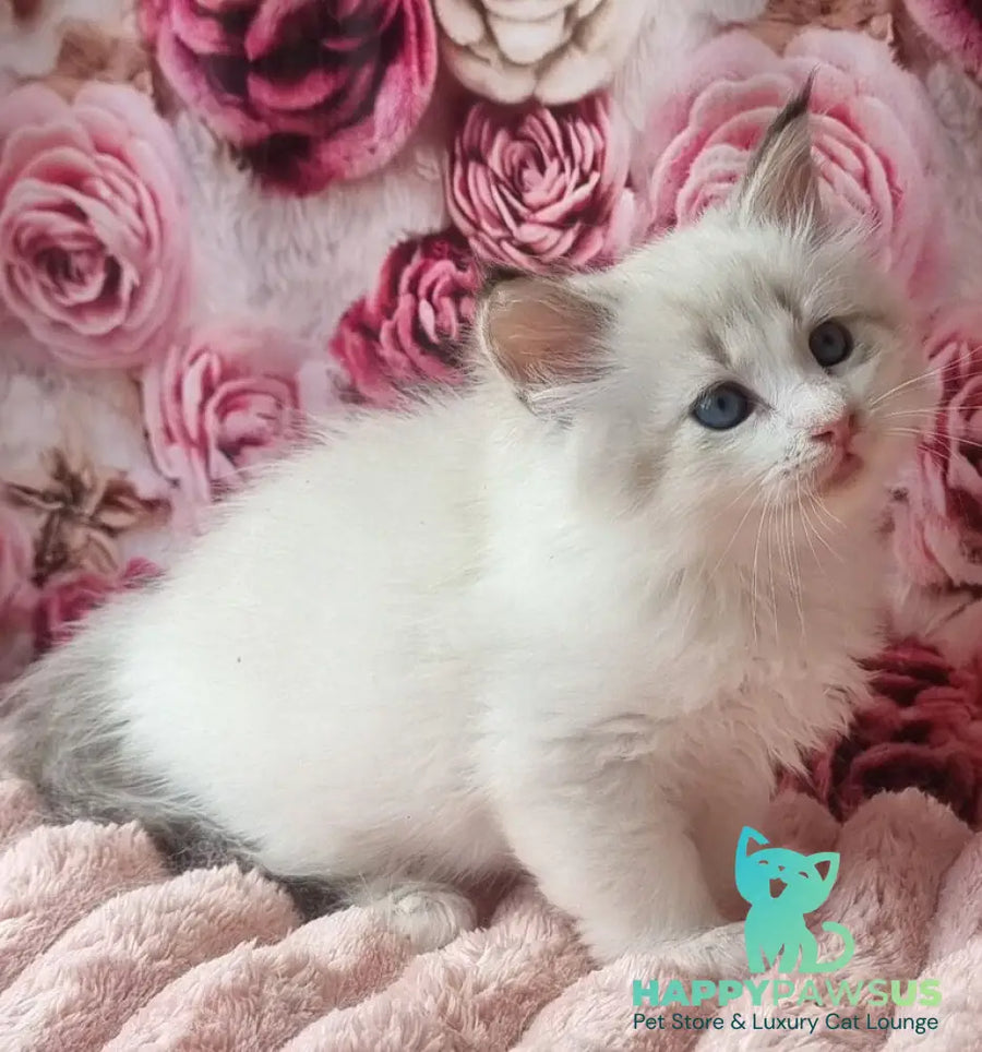 Artur Siberian male black tabby pointed with white - live animals