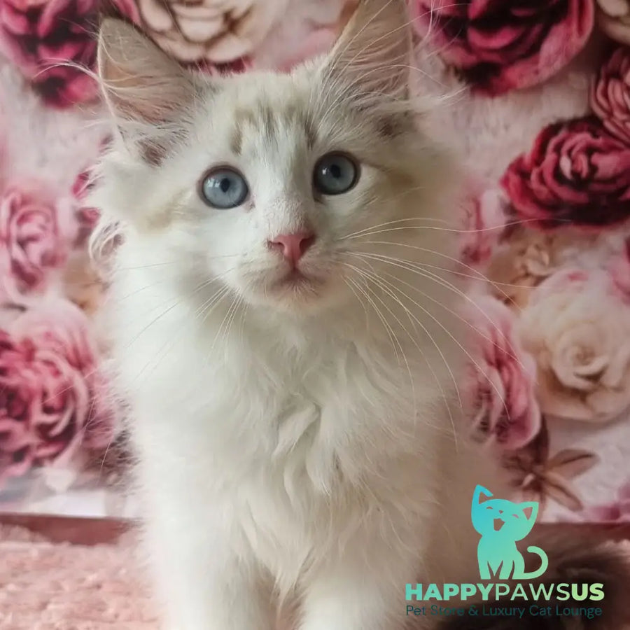 Artur Siberian male black tabby pointed with white - live animals