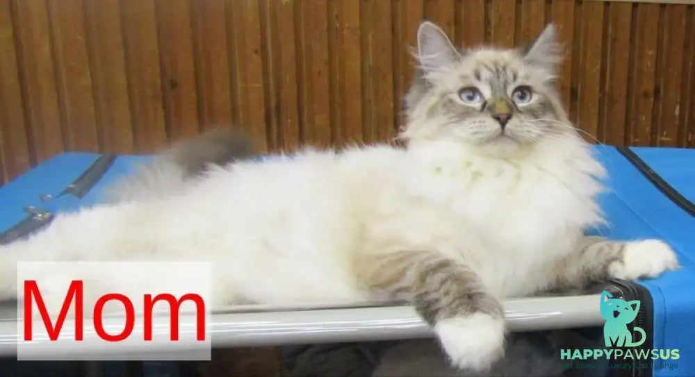 Artur Siberian male black tabby pointed with white - live animals
