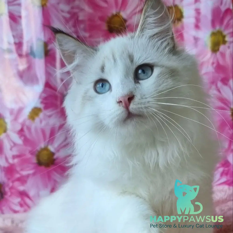 Artur Siberian male black tabby pointed with white - live animals