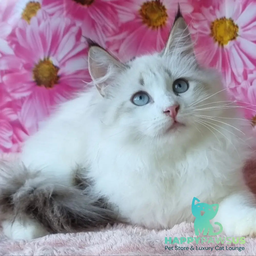 Artur Siberian male black tabby pointed with white - live animals