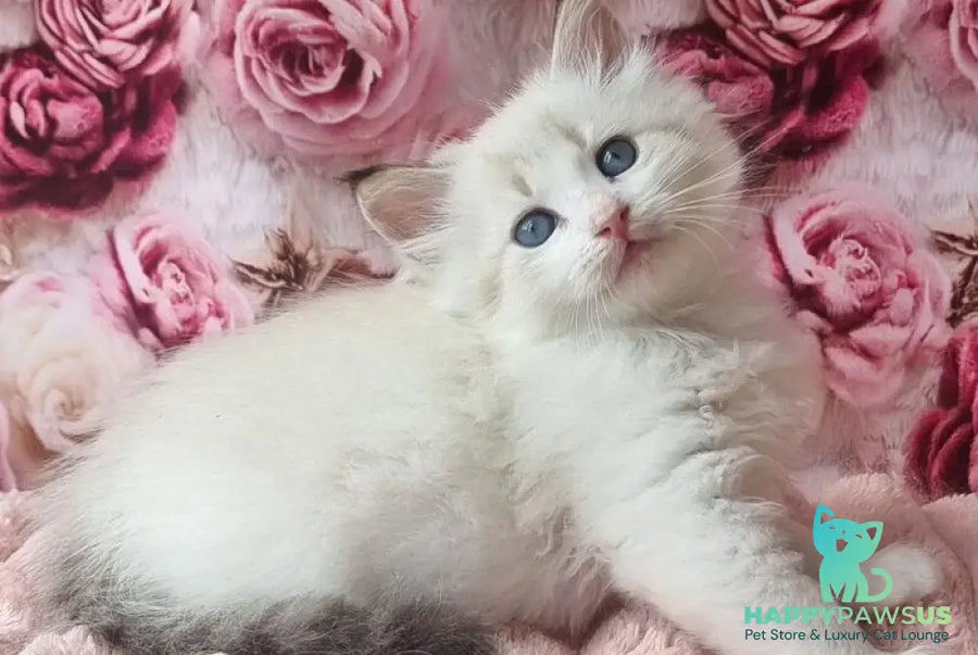 Artur Siberian male black tabby pointed with white - live animals