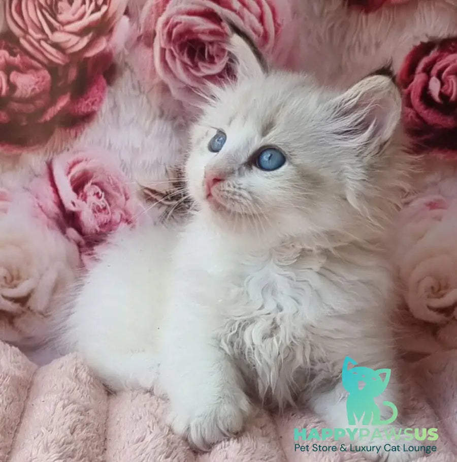 Artur Siberian male black tabby pointed with white - live animals