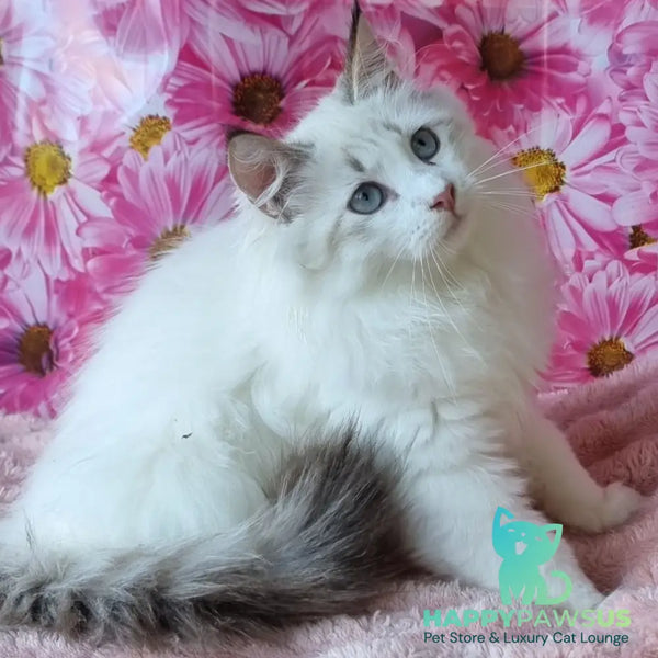 Artur Siberian male black tabby pointed with white - live animals