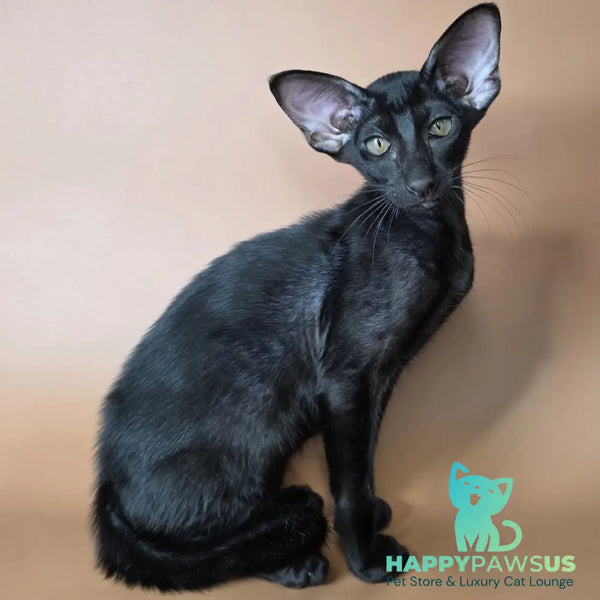Arya Oriental Shorthair female black - live animals