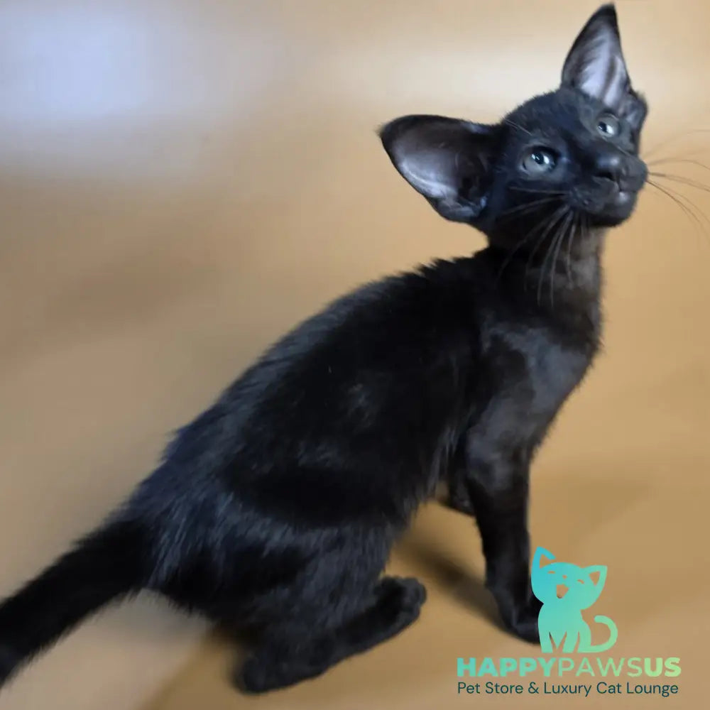 Arya Oriental Shorthair female black - live animals