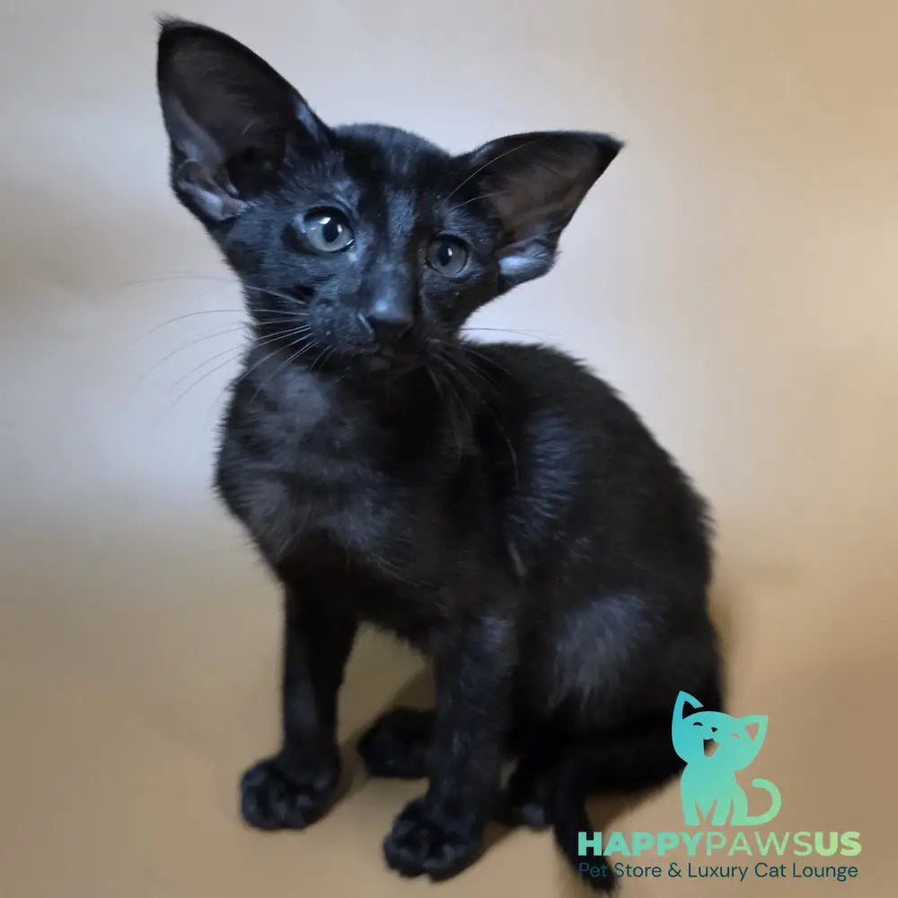 Arya Oriental Shorthair female black - live animals