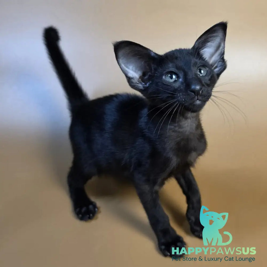 Arya Oriental Shorthair female black - live animals