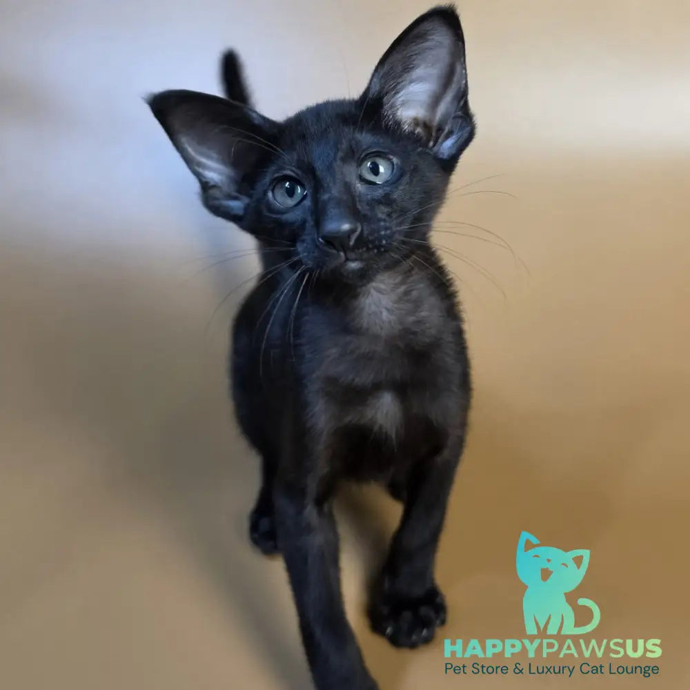 Arya Oriental Shorthair female black - live animals