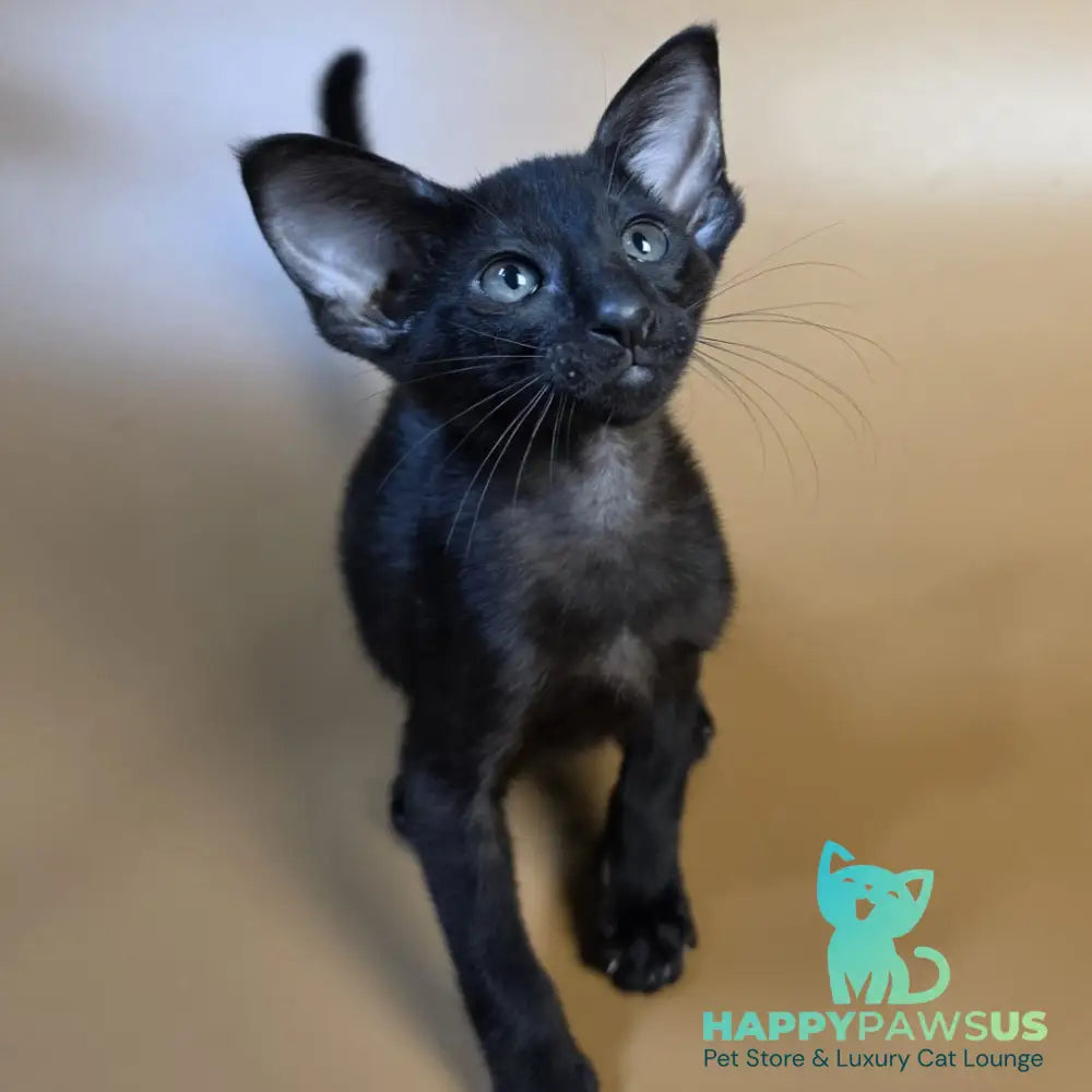 Arya Oriental Shorthair female black - live animals
