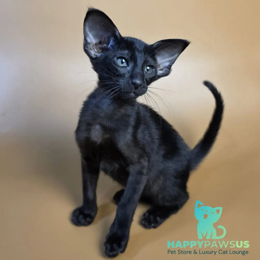 Arya Oriental Shorthair female black - live animals