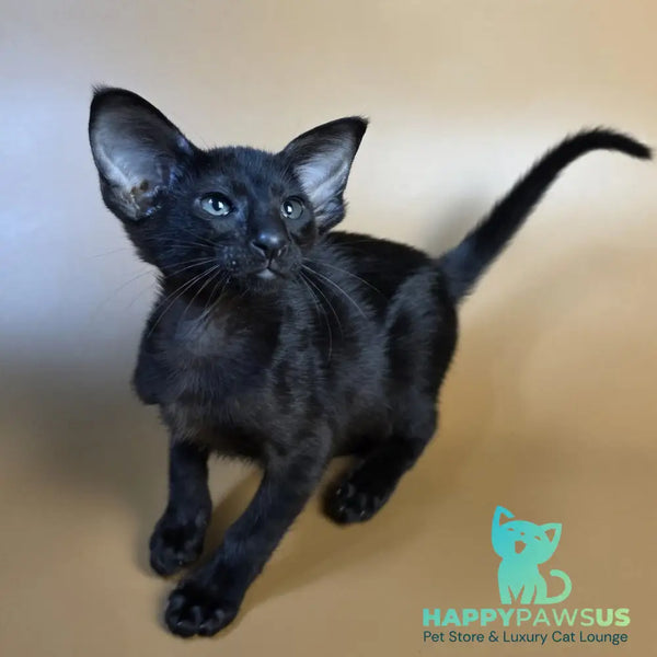 Arya Oriental Shorthair female black - live animals