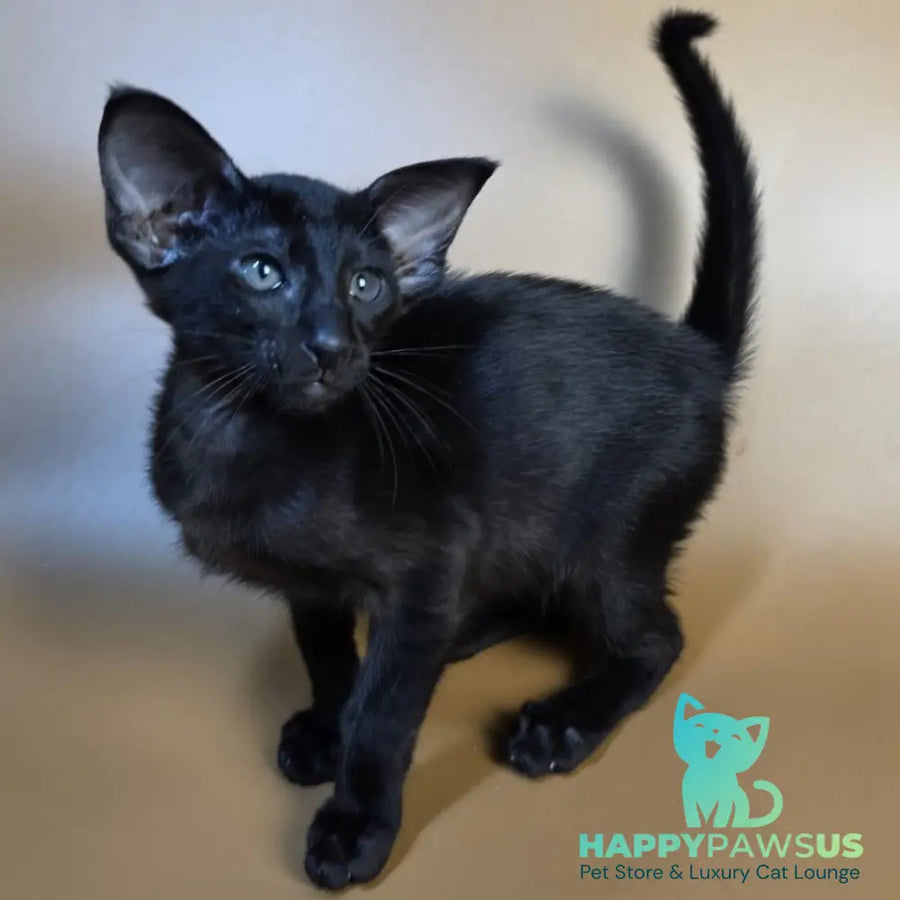 Arya Oriental Shorthair female black - live animals